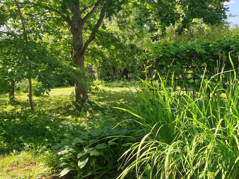 Koti rauhallisessa Vahteronmäessä